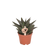 Haworthia limifolia – Ø 6 cm · 11 cm
