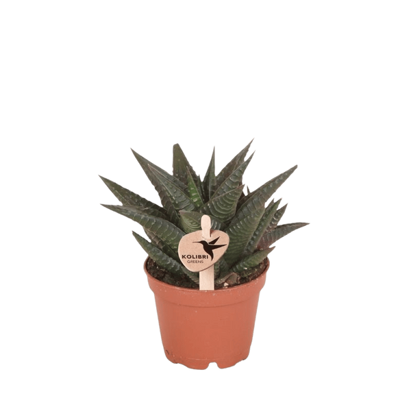 Haworthia limifolia – Ø 6 cm · 11 cm