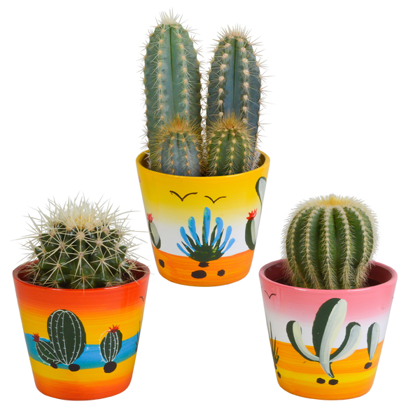 Kakteen-Set „Kakteen-Mix“ – 3 Kakteen – Ansicht 7