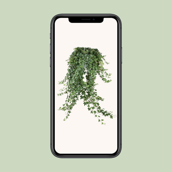 Efeu ‚Pittsburgh' – Hedera helix – Ansicht 6