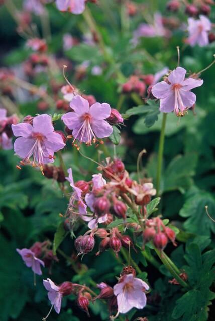 Balkan-Storchschnabel ‚Ingwersen's Variety' – Geranium macrorrhizum – Ansicht 3