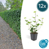 Irischer Efeu – Hedera hibernica