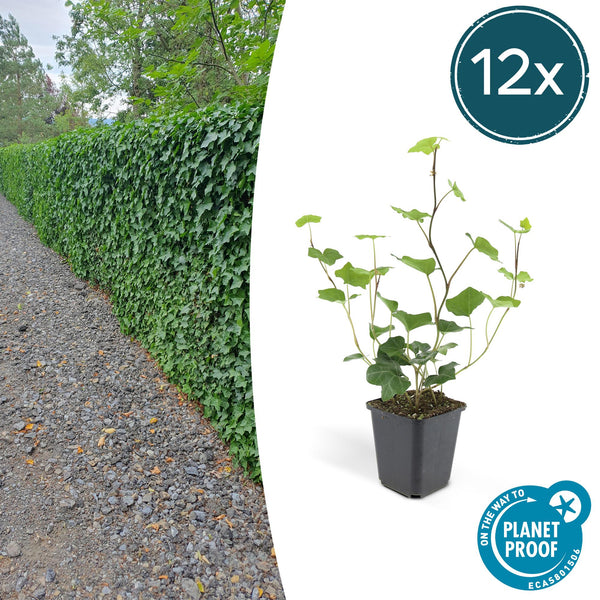 Irischer Efeu – Hedera hibernica