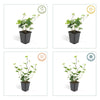 Irischer Efeu – Hedera hibernica – Ansicht 4
