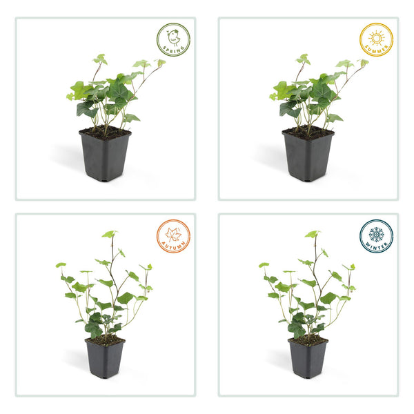 Irischer Efeu – Hedera hibernica – Ansicht 4