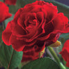 Kletterrose ‚Paul's Scarlet Climber' – Rosa – Ansicht 4