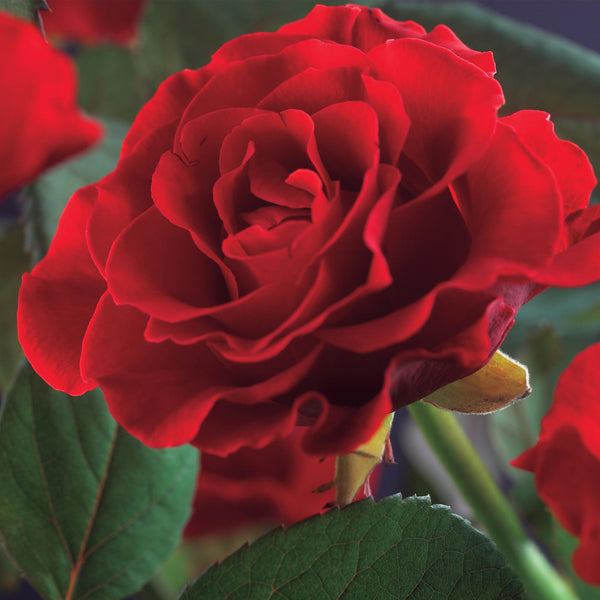 Kletterrose ‚Paul's Scarlet Climber' – Rosa – Ansicht 4