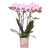 Schmetterlingsorchidee ‚Mineral Antwerp' – Phalaenopsis