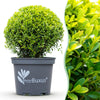 Buchsbaum ‚BetterBuxus Skylight' – Buxus sempervirens