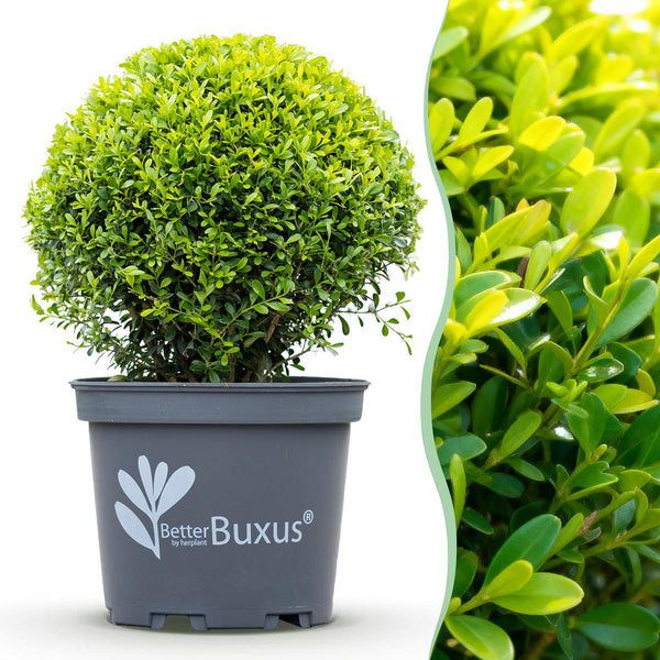 Buchsbaum ‚BetterBuxus Skylight' – Buxus sempervirens