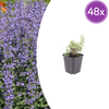 Katzenminze ‚Grol' – Nepeta
