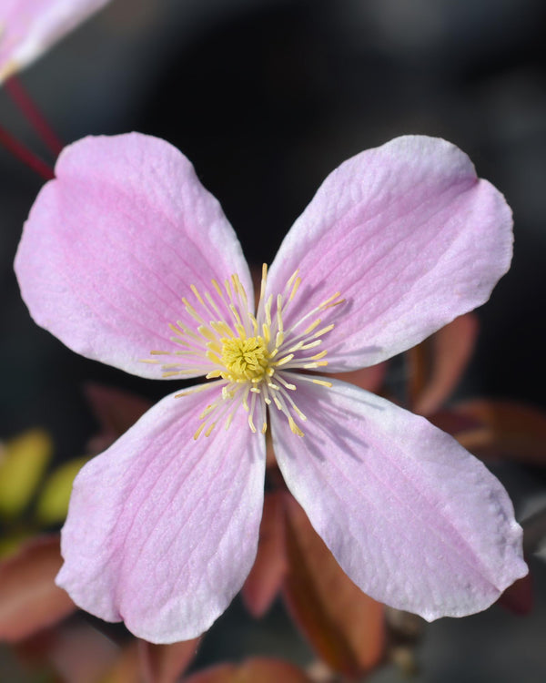 Berg-Waldrebe ‚Fragrant Spring' – Clematis montana – Ansicht 2