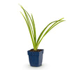 Taglilie ‚Pink Damask' – Hemerocallis – Ansicht 2