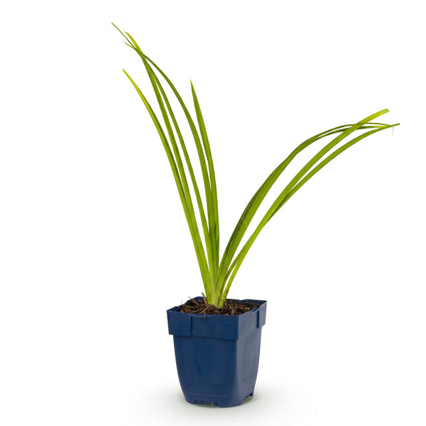 Taglilie ‚Pink Damask' – Hemerocallis – Ansicht 2