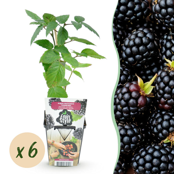 Dornlose Brombeere ‚Thornfree' – Rubus fruticosus