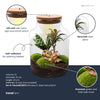 Terrarium-Set „Milky Palm“ – DIY-Pflanzenterrarium mit Licht
