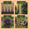 Waldrebe ‚The President' – Clematis – Ansicht 5