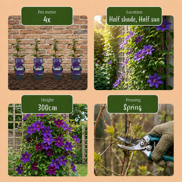 Waldrebe ‚The President' – Clematis – Ansicht 5
