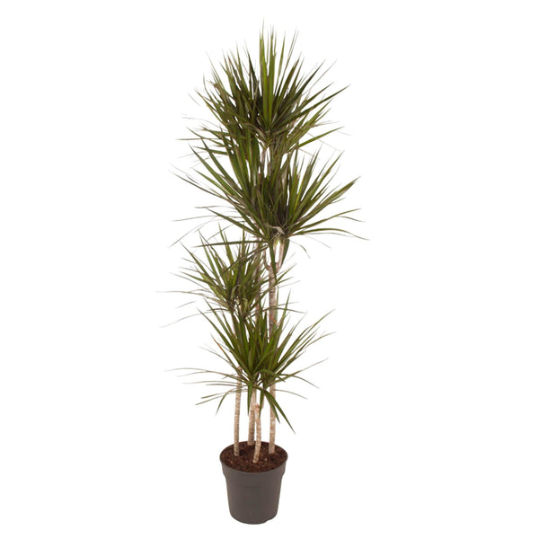 Drachenbaum – Dracaena marginata
