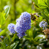 Säckelblume ‚Victoria' Stämmchen – Ceanothus impressus – Ansicht 4