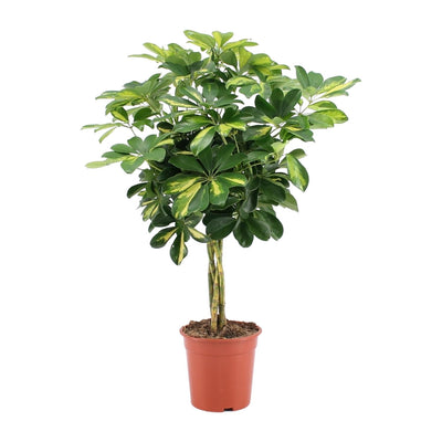 Strahlenaralie ‚Gold Capella' – Schefflera arboricola