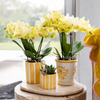 Schmetterlingsorchidee ‚Blossom Albenga' – Phalaenopsis – Ansicht 6