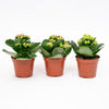 Flammendes Käthchen – Kalanchoe blossfeldiana – ohne Übertopf