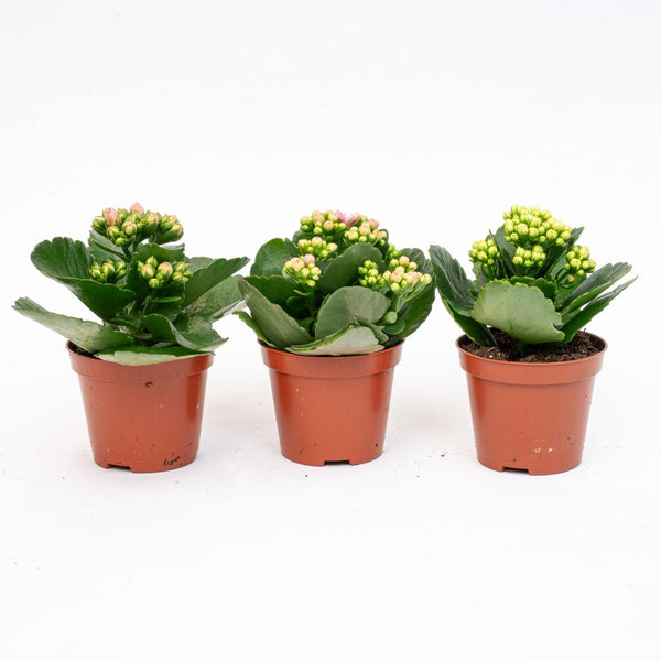 Flammendes Käthchen – Kalanchoe blossfeldiana – ohne Übertopf