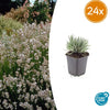 Lavendel ‚Edelweiss' – Lavandula intermedia