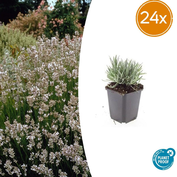 Lavendel ‚Edelweiss' – Lavandula intermedia