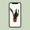 Bogenhanf ‚Whitney' – Sansevieria trifasciata – Ansicht 6