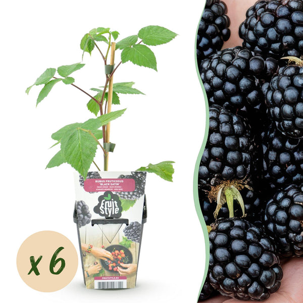Brombeere ‚Black Satin' – Rubus fruticosus