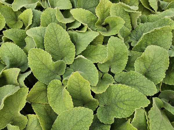 Brandkraut – Phlomis russeliana – Ansicht 5