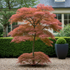 Japanischer Ahorn ‚Jerre Schwartz' – Acer palmatum – Ansicht 5