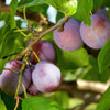 Pflaumenbaum ‚Opal' – Prunus domestica – Ansicht 6
