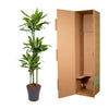 Drachenbaum ‚Golden Coast' – Dracaena fragrans – Ansicht 3