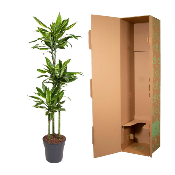 Drachenbaum ‚Golden Coast' – Dracaena fragrans – Ansicht 3
