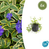 Kleines Immergrün ‚Aureovariegata' – Vinca minor – 6 Stück