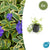 Kleines Immergrün ‚Aureovariegata' – Vinca minor – 6 Stück