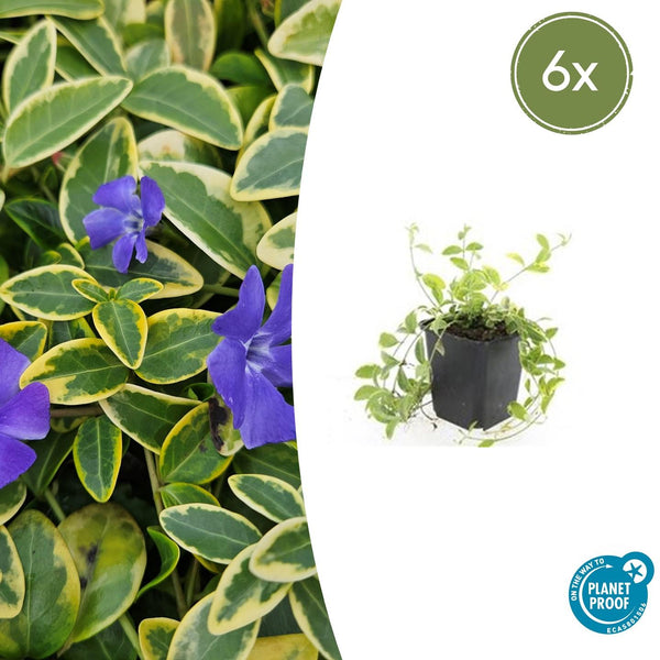 Kleines Immergrün ‚Aureovariegata' – Vinca minor – 6 Stück