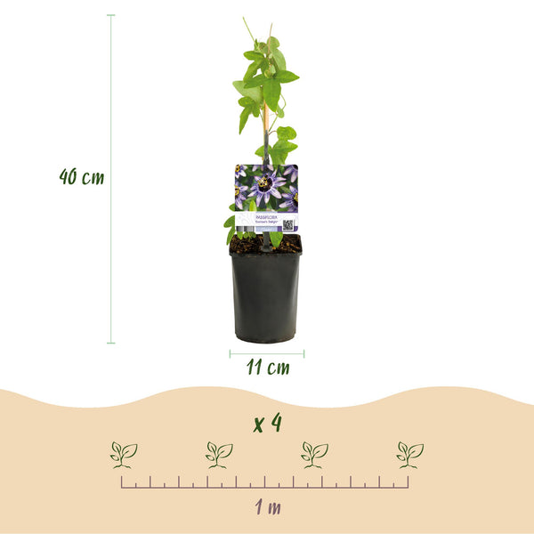 Passionsblume ‚Damsels Delight' – Passiflora – Ansicht 3