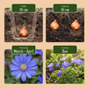 Blumenzwiebel-Set „Bulb Garden Blue" – blaue Sommerblüher-Mischung – Ansicht 4