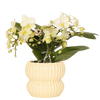 Schmetterlingsorchidee ‚Botanic' – Phalaenopsis