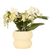 Schmetterlingsorchidee ‚Botanic' – Phalaenopsis