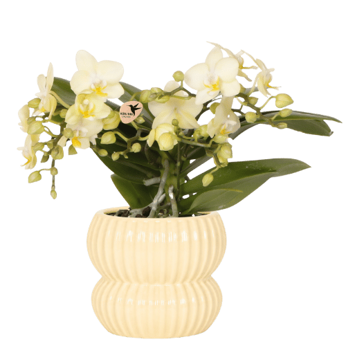 Schmetterlingsorchidee ‚Botanic' – Phalaenopsis