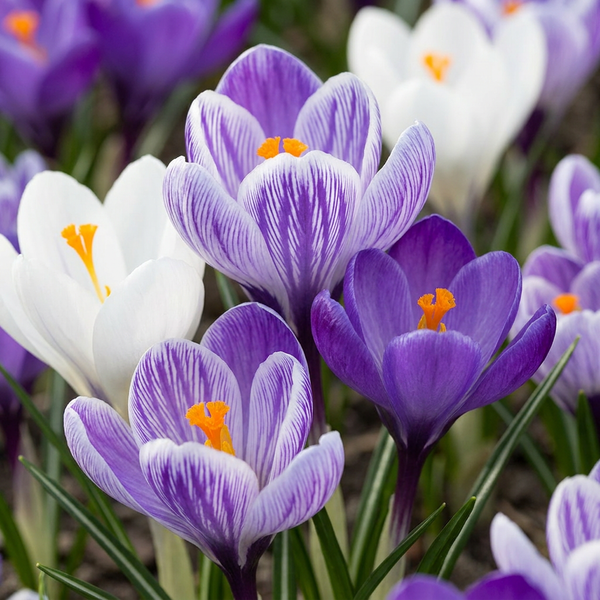 Krokus blau – Crocus