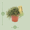 Korallenkaktus – Rhipsalis burchellii – Ansicht 8