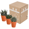 Sukkulenten-Set „Gasteria & Haworthia“ – 3 Sukkulenten – Ansicht 3