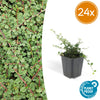 Teppich-Zwergmispel ‚Queen of Carpets' – Cotoneaster procumbens