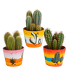 Kakteen-Set „Cereus-Mix“ – 3 Säulenkakteen